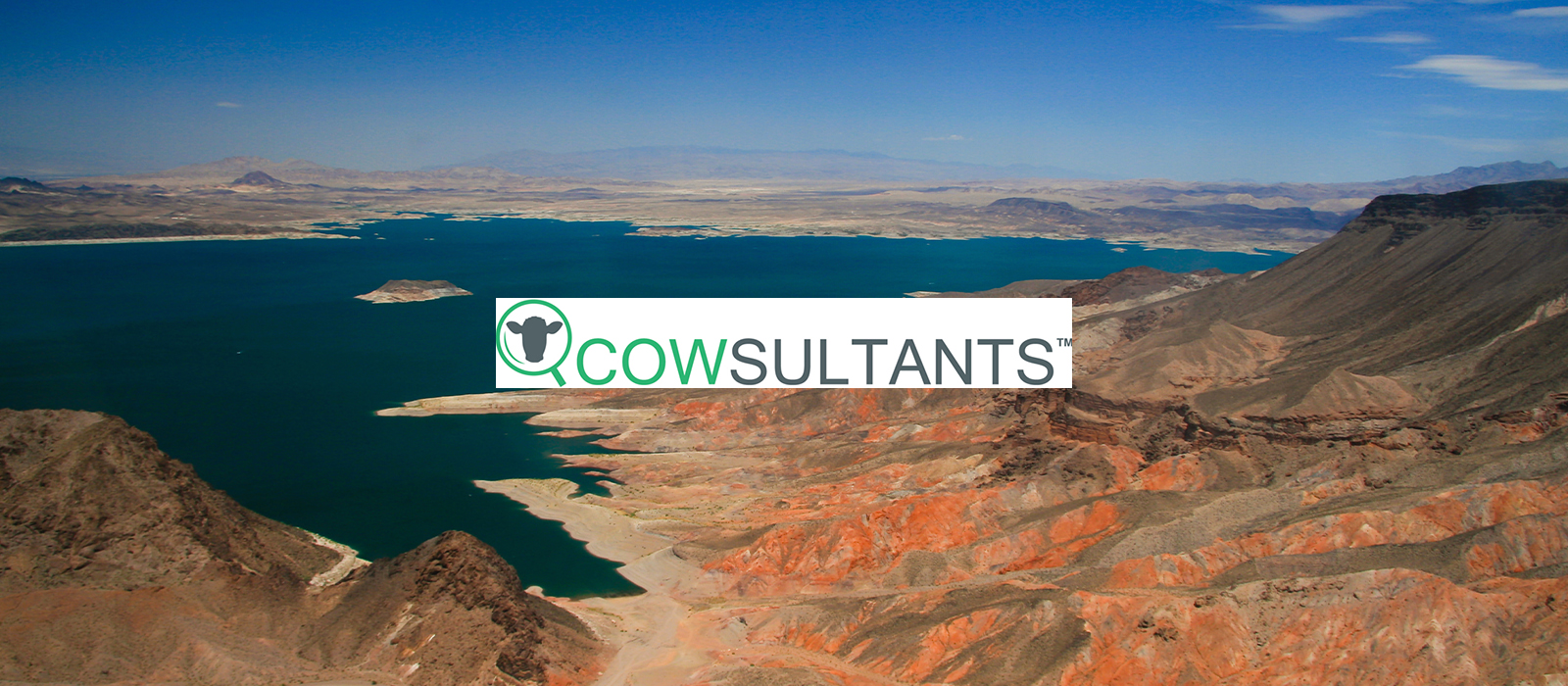 cowsultants-banner